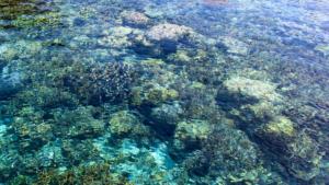 Korálový útes Yenbuba